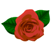 English rose image